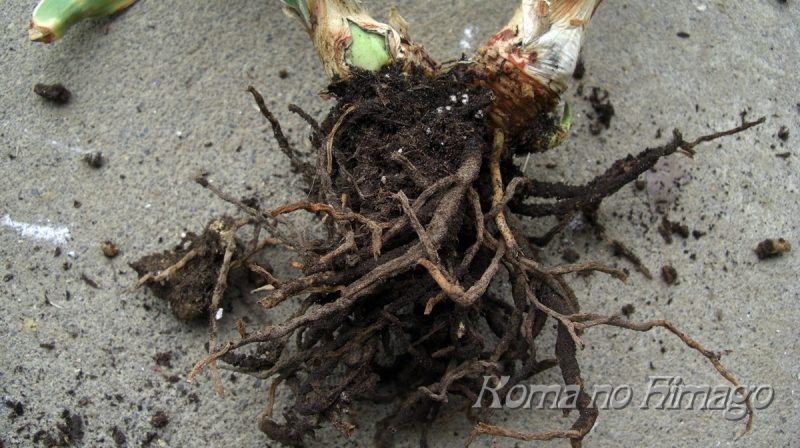 茶色い鉢のオモト２株目の根の状態
