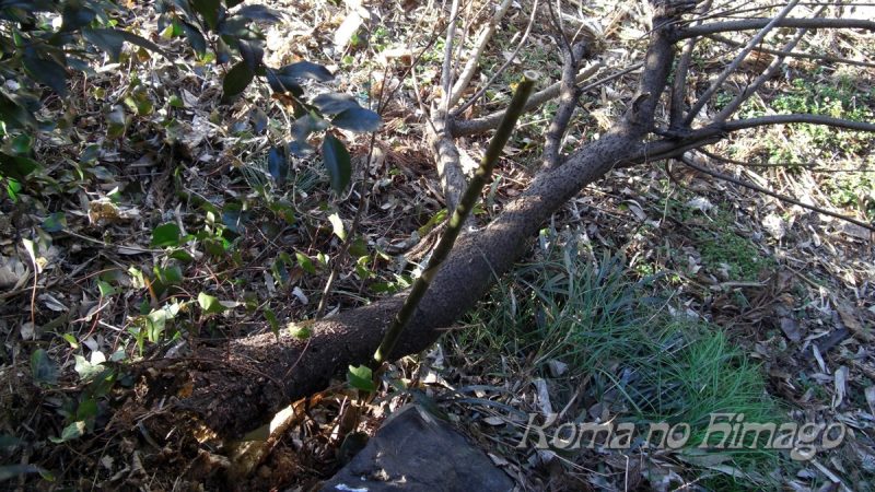 根元側から見た折れたネコヤナギの木