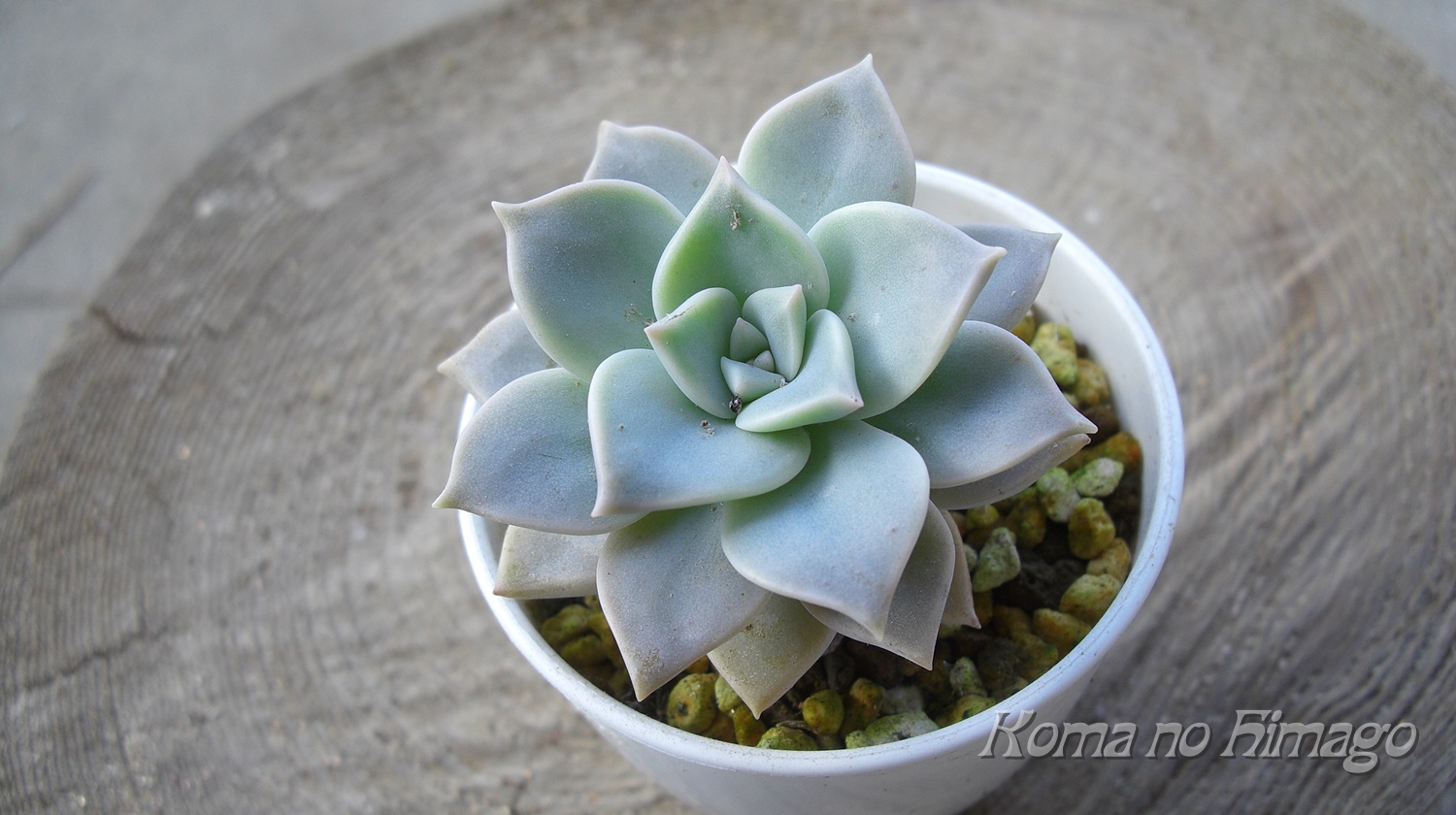 【うちの多肉】レズリーの手探り栽培記録(2020年) こま吉っちゃんのひ孫